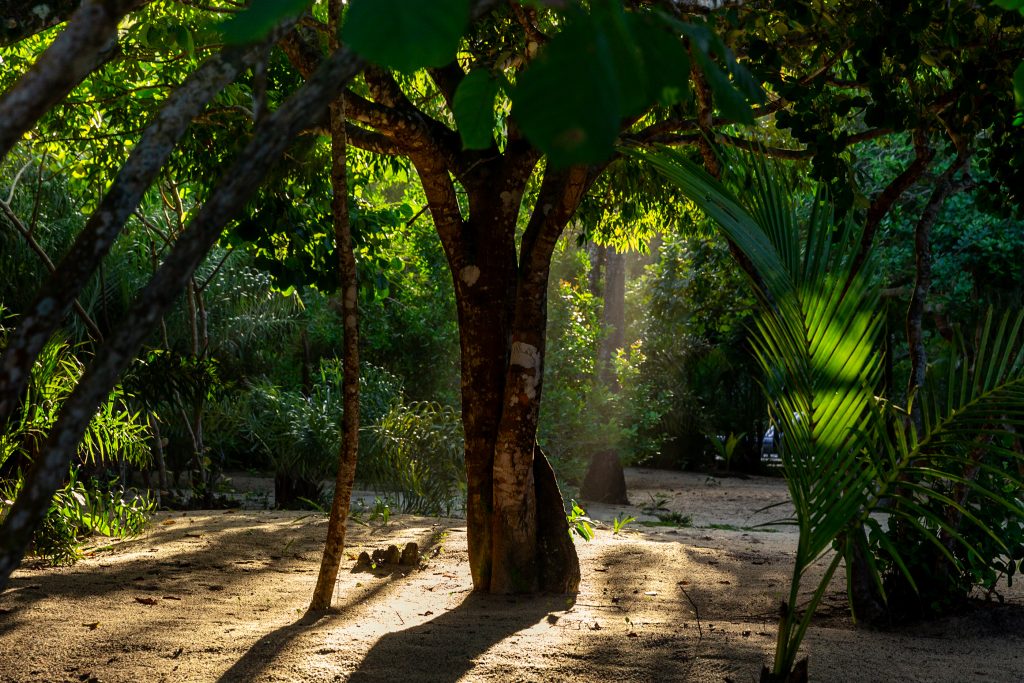 © Bruno Pinheiro