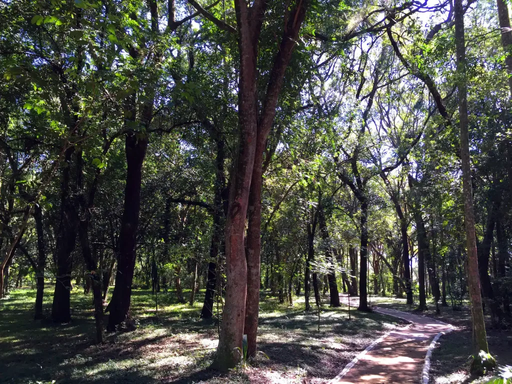31cbosque com pista de caminhada condominio